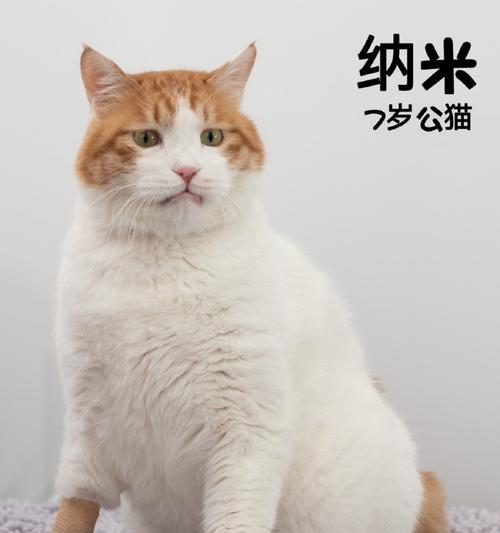 《猫咪公寓2》繁殖攻略（让你的猫咪恋爱生小猫的详细指南！）  第3张