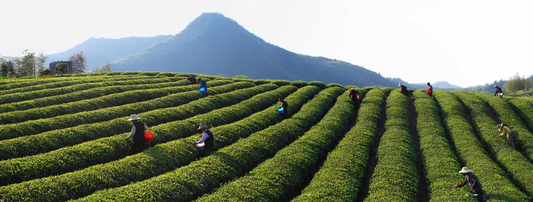 探寻茶元人生——以本茶纲目茶元图鉴为例（解锁茶元人物生平）  第2张