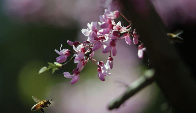 幻塔野生锦蜂的神奇力量（解密幻塔中的蜜蜂守护者）  第2张